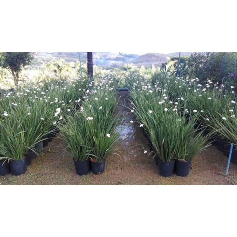 Moreia flor branca kit 100 mudas raíz nua