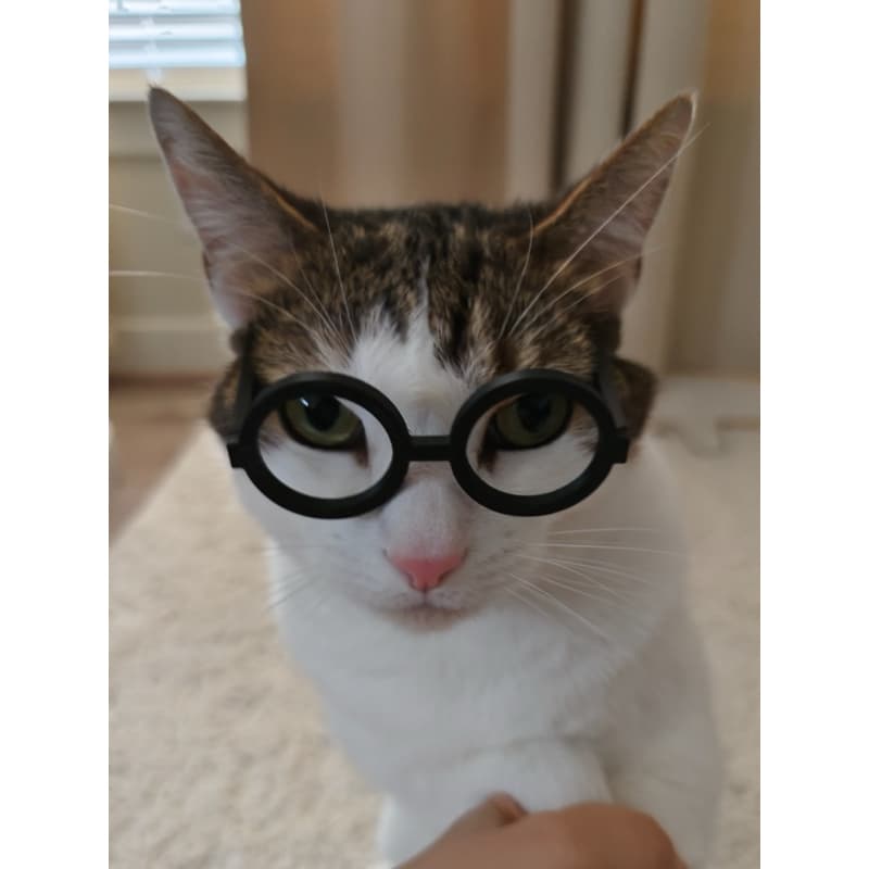 óculos pet-acessórios pet-óculos gato