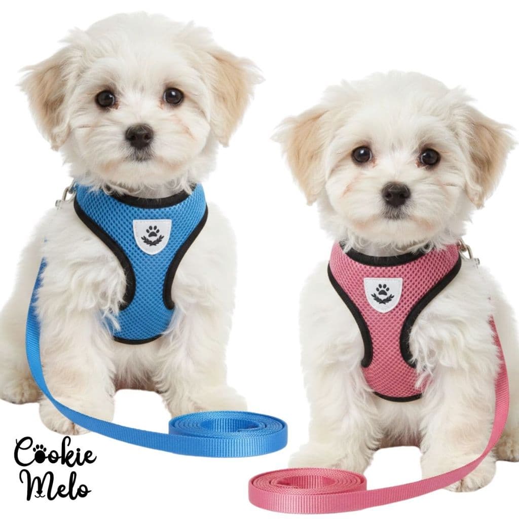 Coleira Peitoral Com Guia Regulável Pet Cachorro Gato Super Confortavel Ajustavel