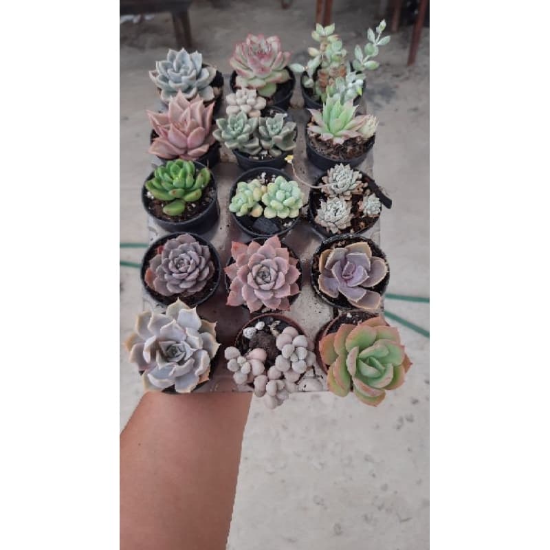 kit 15 suculentas no pote 6 cheio