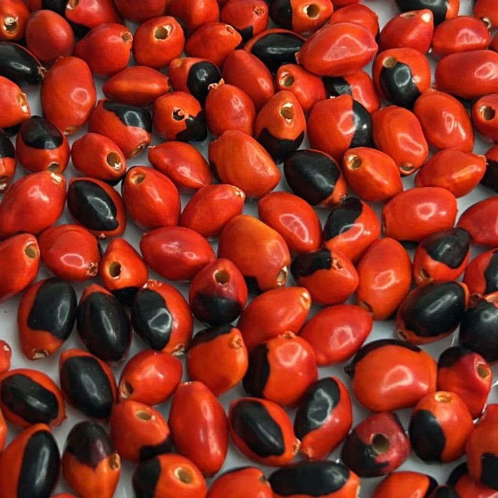 50 unidades fava de Exú olho de cabra com furo polidas e tratadas