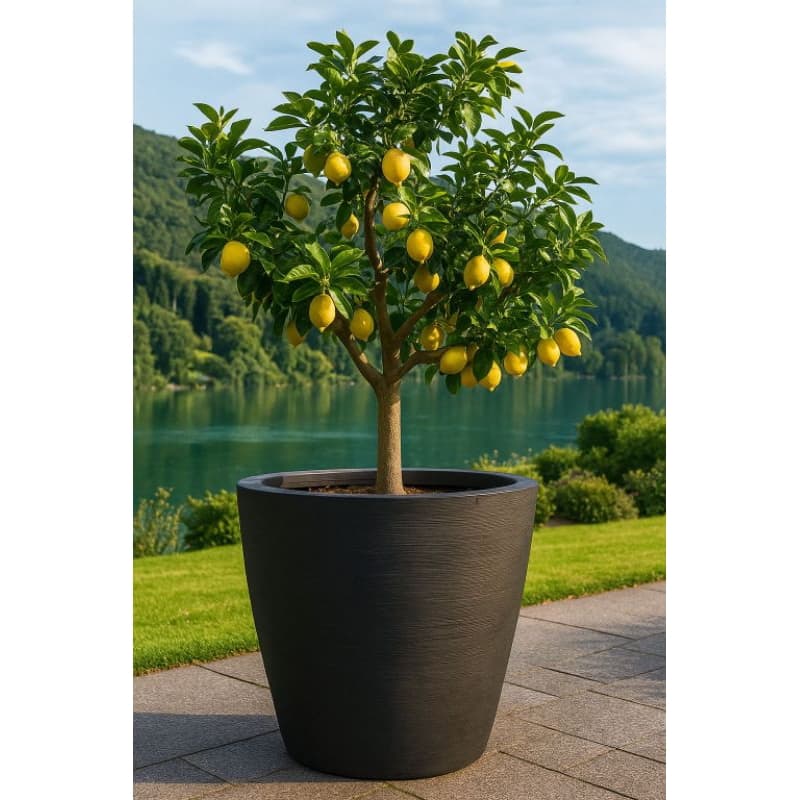 Vaso Para Planta 64x76x47 Bojo Grandão/ para Frutífera, Pata de Elefante, Palmeira De Polietileno