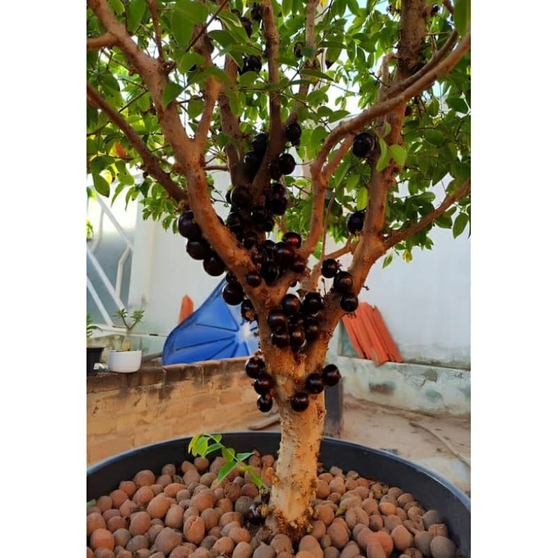 Kit SEMENTES JABOTICABA produz em vaso Jardim horta terra adubo OFERTA