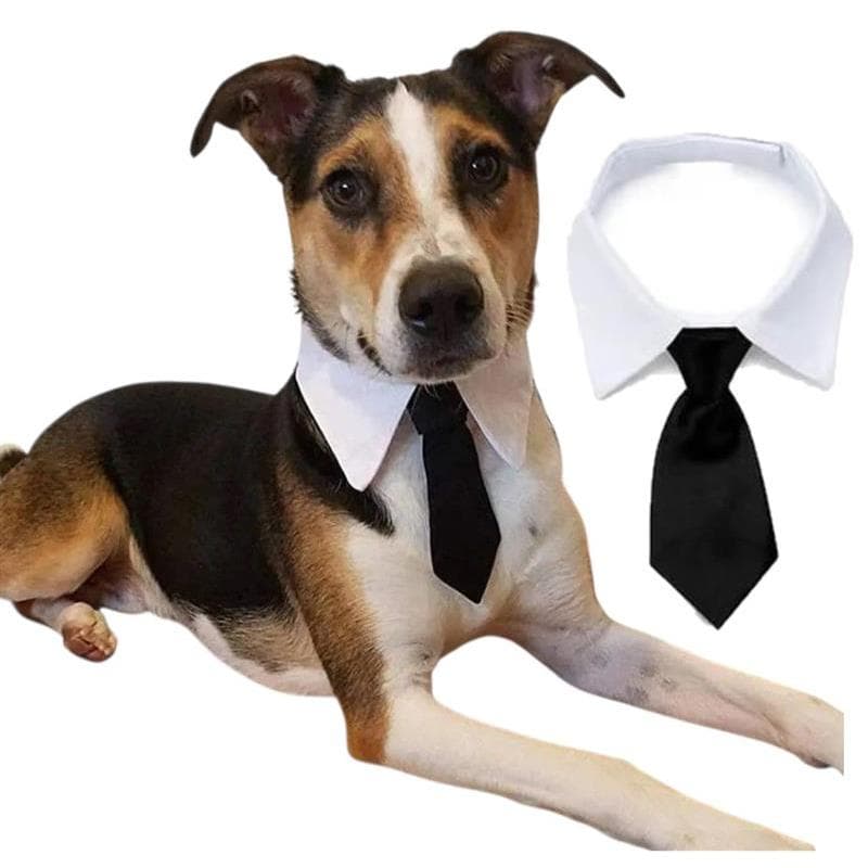 Colarinho com Gravata Social Black Tie Pet Cão Gato Cachorro Social casamento Roupa Brinquedo