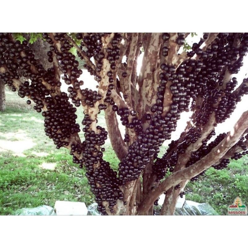 15 SEMENTES JABUTICABA PARA PLANTIO COM MANUAL DE COMO PLANTAR CORRETAMENTE