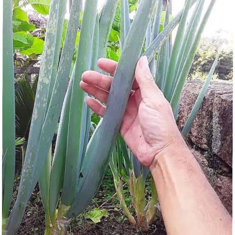 20 Sementes de Cebolinha Gigante Nebuka – Folhas Grossas e Resistentes