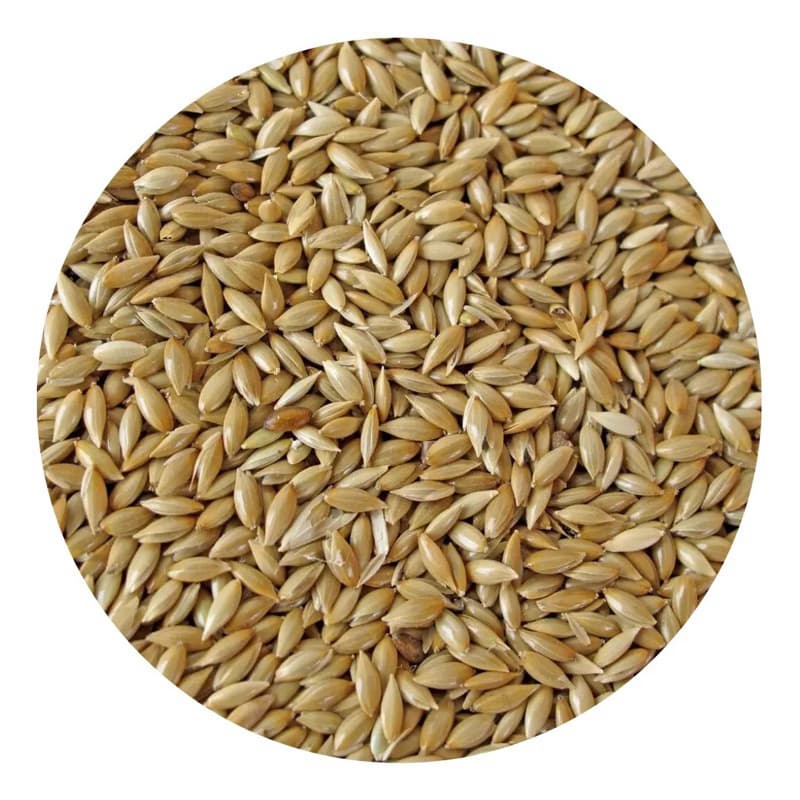 Alpiste Semente 1kg Premium Pássaros Mistura Alimento