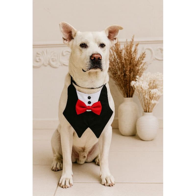 Bandana Pet Smoking Cachorro festas eventos  | Gravata Borboleta | Bandana Ajustável /bandanas pet festa