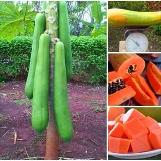 Sementes de Mamão de Metro –  Frutos Gigantes
