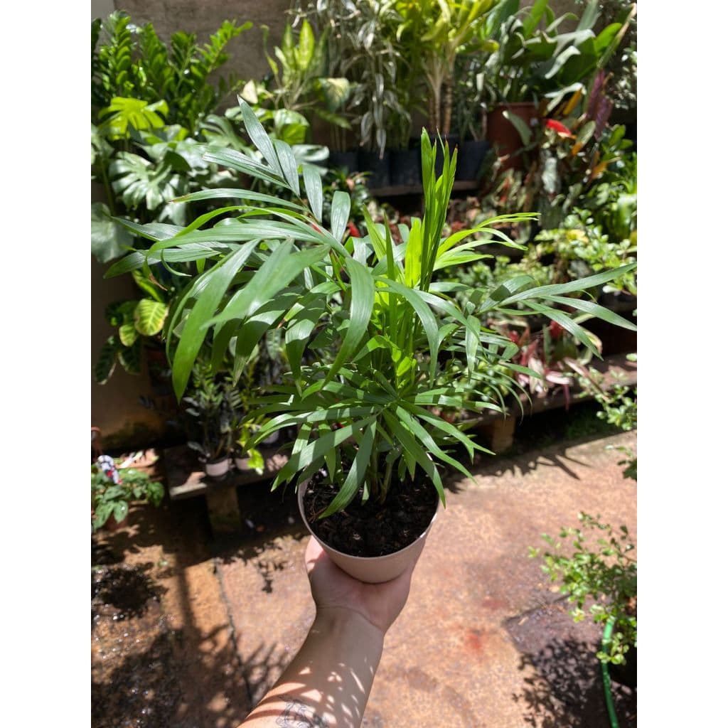 Palmeira Chamaedorea para Decoração Interna – Folhagem Elegante para Ambientes de Meia Sombra