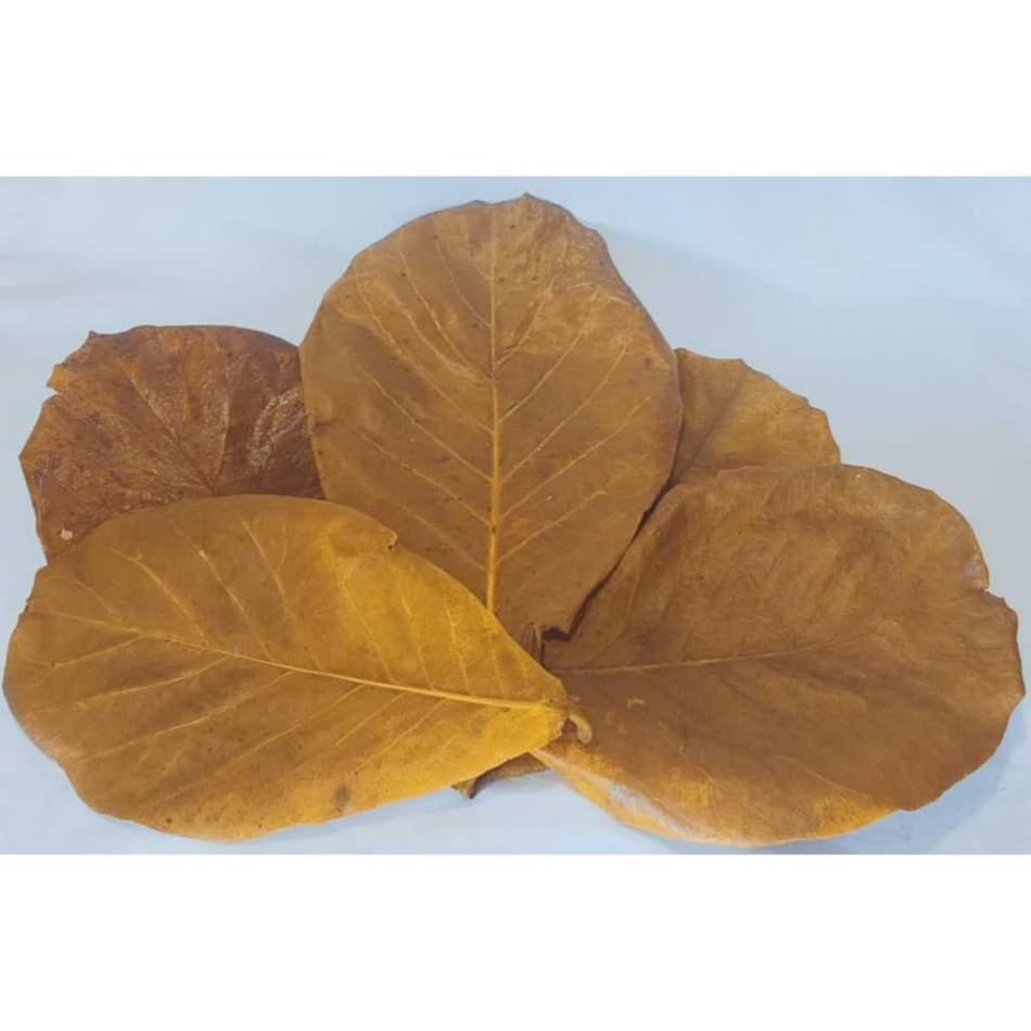 Folhas de Amendoeira Secas Para Tratamento de Aquário (Limpas e Prontas para Uso)