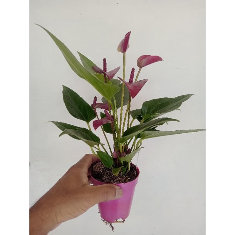 Antúrio (Anthurium andraeanum), também conhecido como lírio-flamingo ou flor-de-flamingo