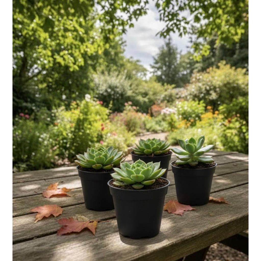 50 Vaso redondo meia lua de parede Horta Planta Casa Jardim Mudas