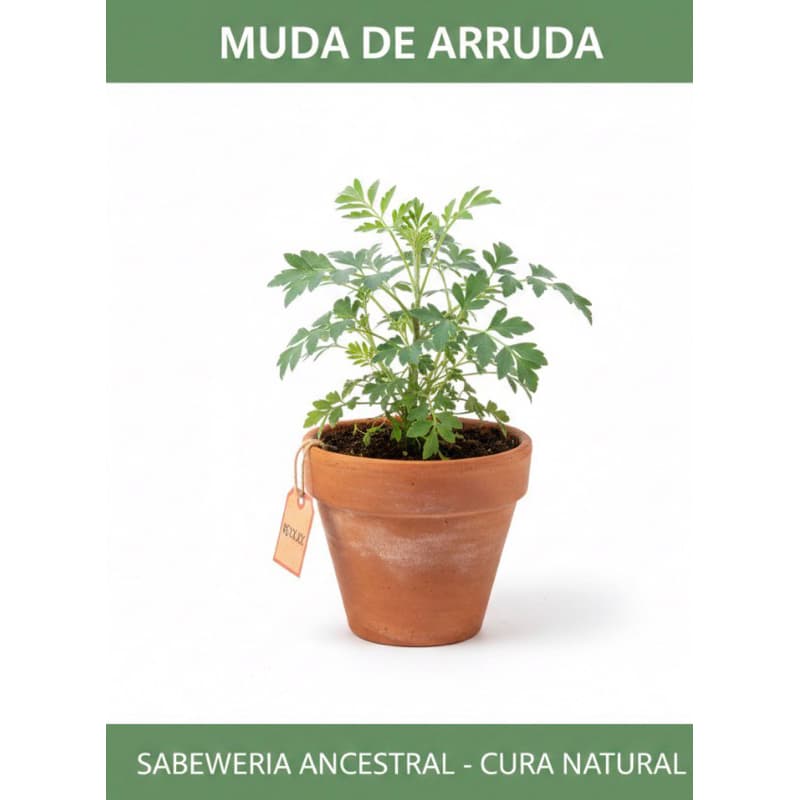 🌱 Muda de Arruda🌿 planta de poder proteção do seu lar 🏠
