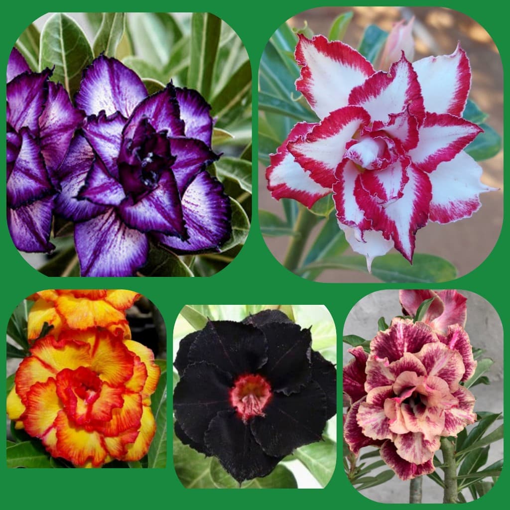 Kit com 10 Sementes de Rosa do deserto