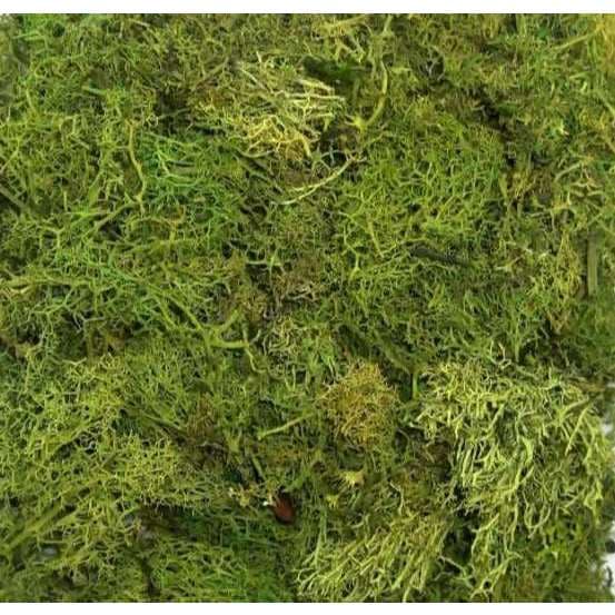 Musgo Artificial Fofão 40 g