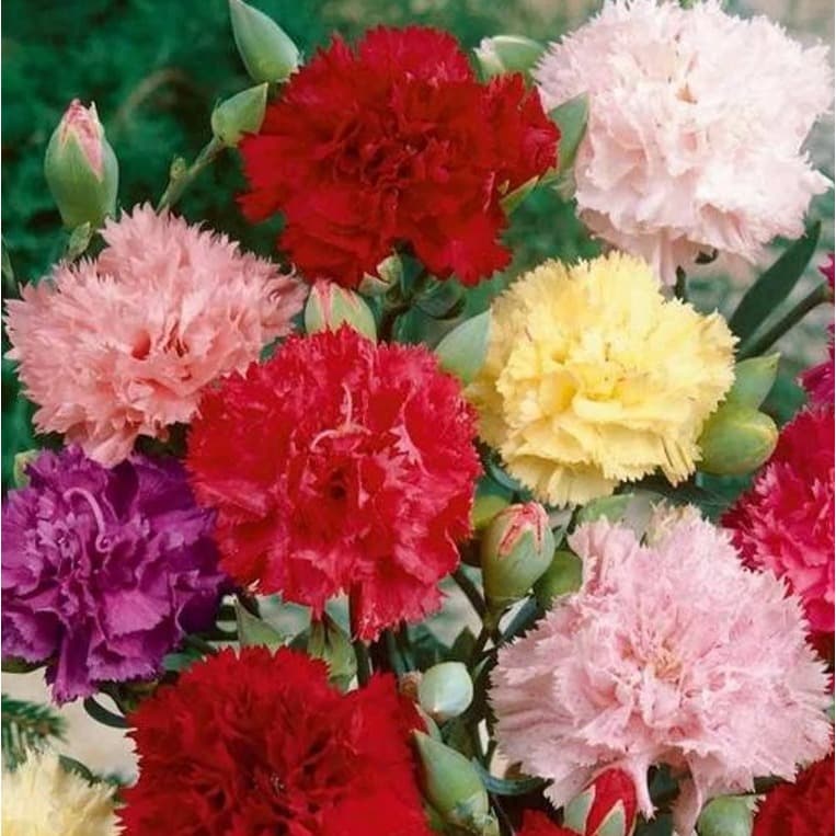 Sementes de cravo gigante dobrado