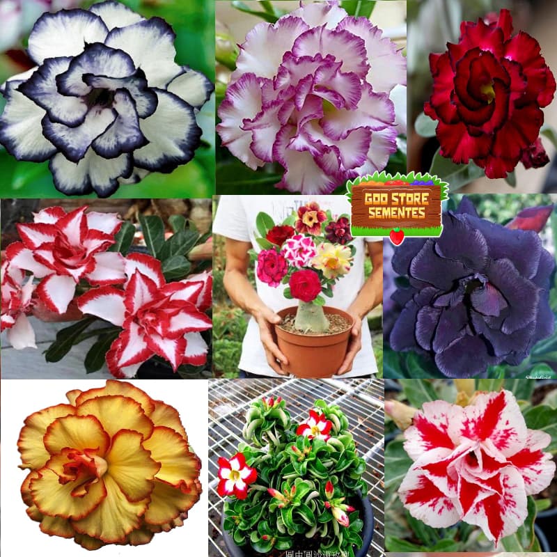 KIT 100 Tipos Rosa do Deserto Raras Triplas/ DobradAs Sementes sortidas 5 Sementes a sua escolha