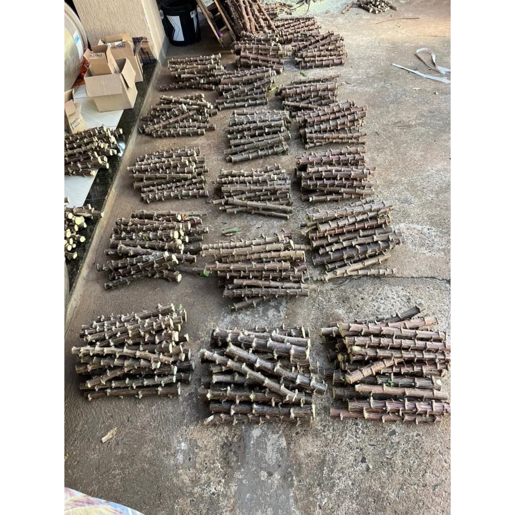 50 Ramas de Mandioca, MANIVA EMBRAPA, Amarela, Selecionadas.