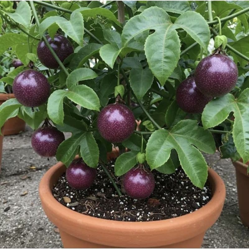 Sementes de Maracujá Roxo - Frescas e Fácil Germinação para Vasos