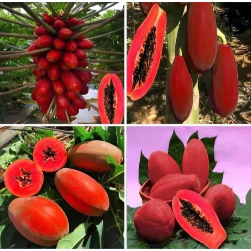 Sementes de Mamão Vermelho Gigante - Frutos Doces e Enormes