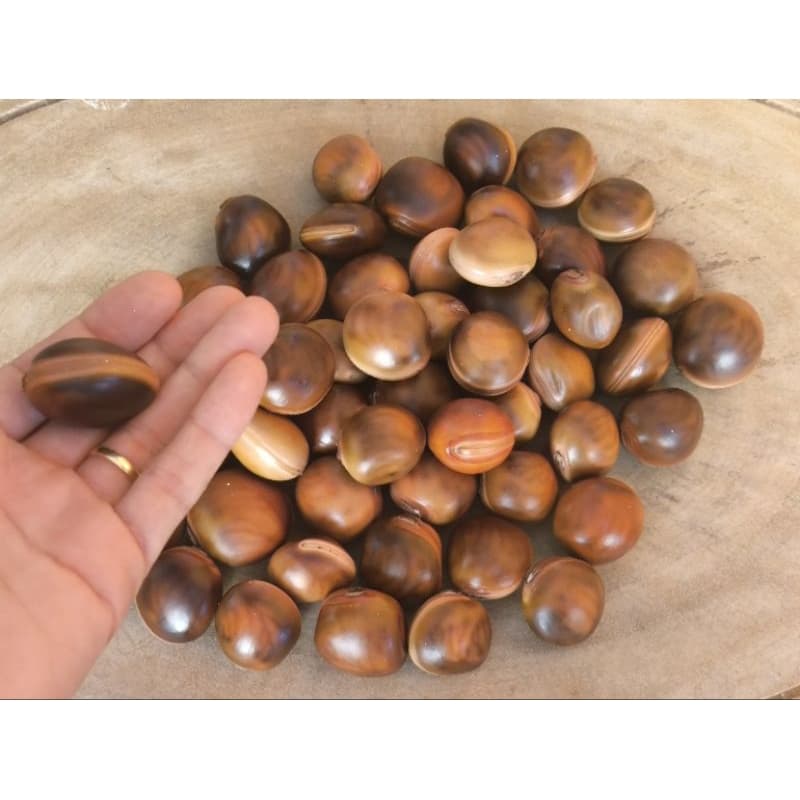 50 Sementes Olho De Boi  Mucunã Natural  Sem Furo Amuleto  Afasta Energia Negativas  Umbanda Candomblé  Artesanato kit