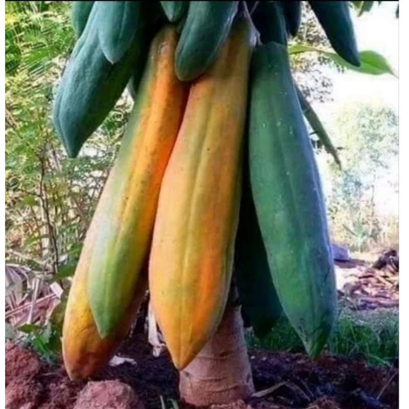 10 Sementes Mamão Gigante GOLIAS - Crescimento Rápido e Altas Taxas de Germinação