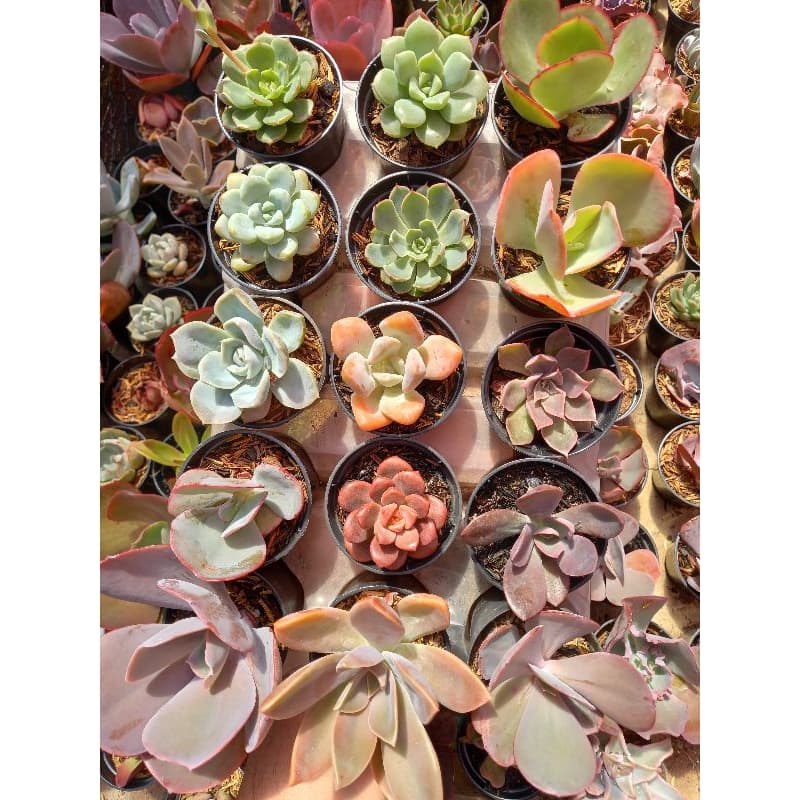 KIT COM 5 SUCULENTAS / para coleção ou lembrancinhas