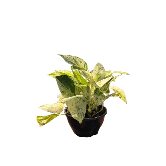 Jiboia Natural Cultivada (Epipremnum aureum) em Vaso Cuia 13cm – Planta Ornamental