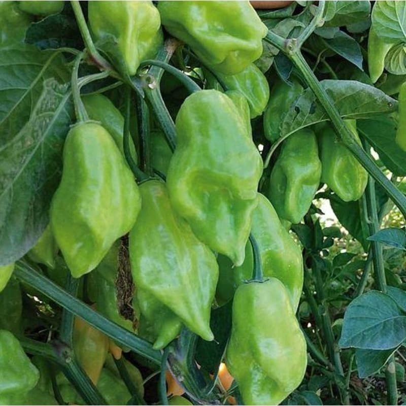 Sementes de Pimenta-de-cheiro: aroma e sabor da cozinha