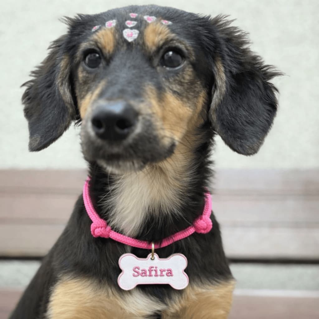 Colar pet ajustável com placa de identificação e nome - Varias Cores  e tamanhos - Cães e Gatos