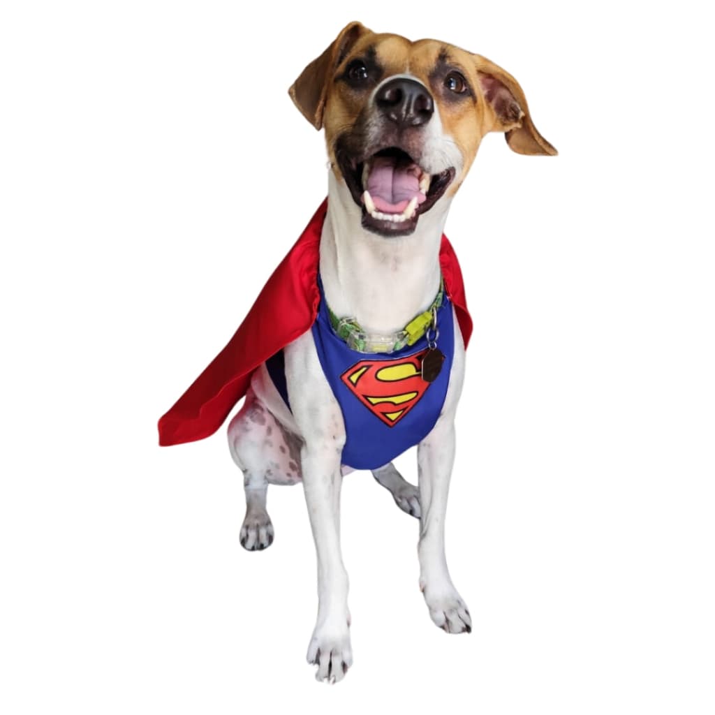 Roupa Pet SuperMan para Cachorros e Gatos Fantasia Super Homem