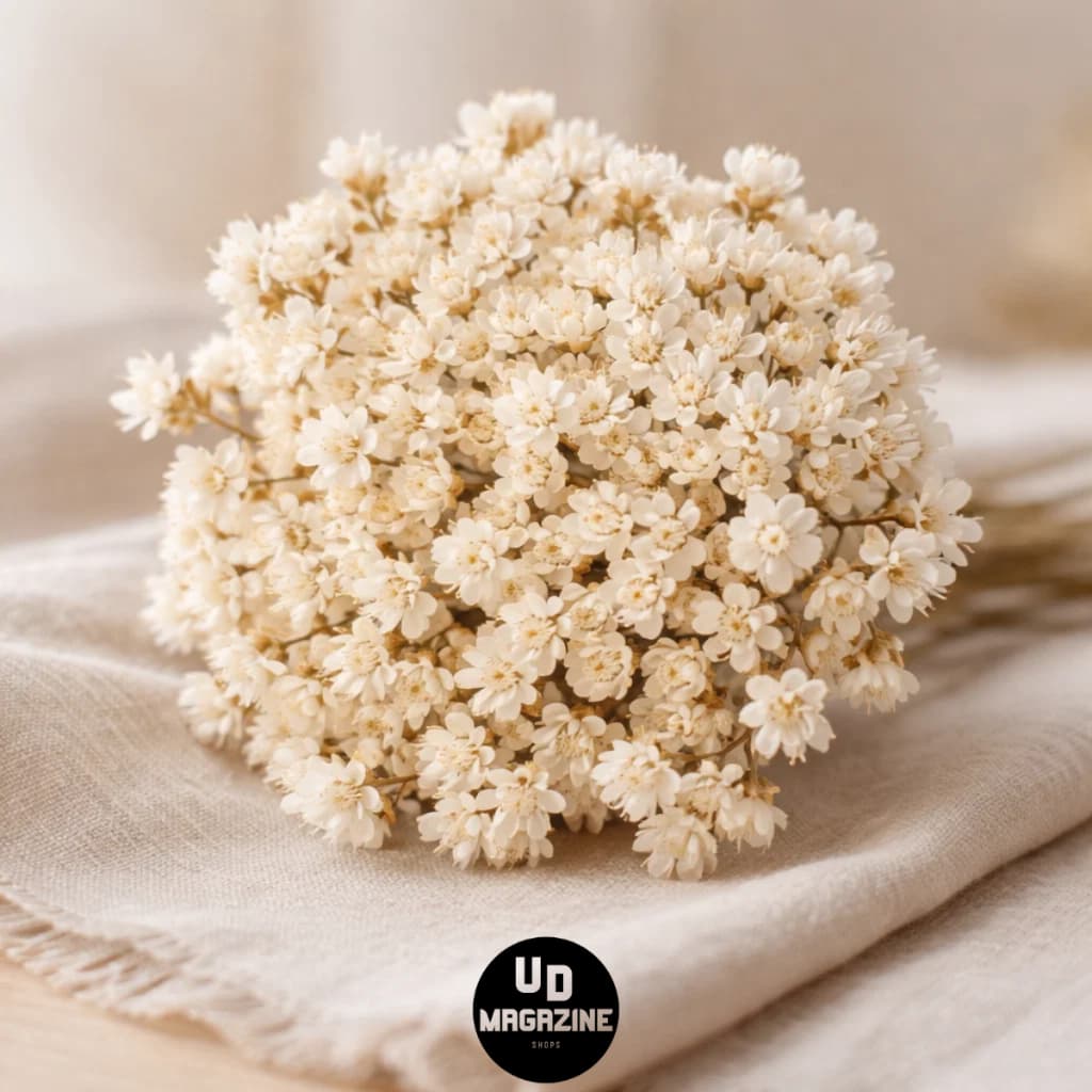 Sempre Viva Florzinha Branca I kit com ate 1.200 sempre vivas Premium, Para Decoração e Presentes