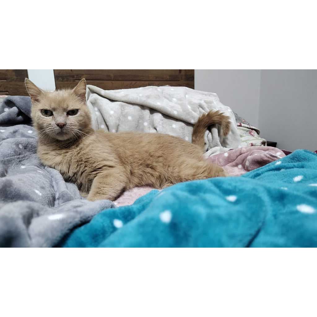 Manta Cobertor Pet Estampada 1,00 x 0,90m Menina e Menino Cobertinha