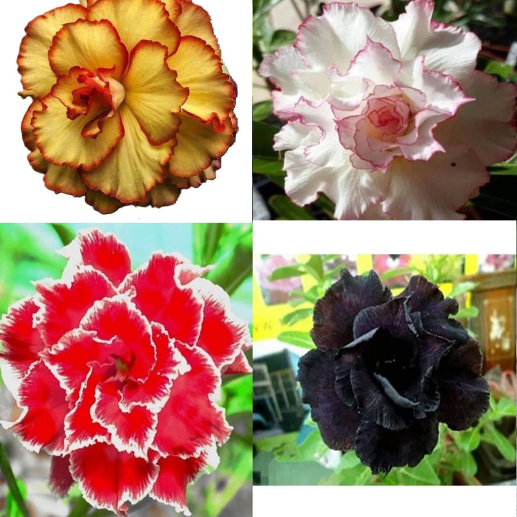 PACOTE com sementes Rosa do Deserto 1/3/5