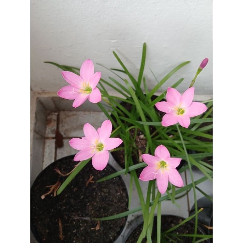 Lírio dos Ventos Rosa, dois bulbos prontos para o plantio.