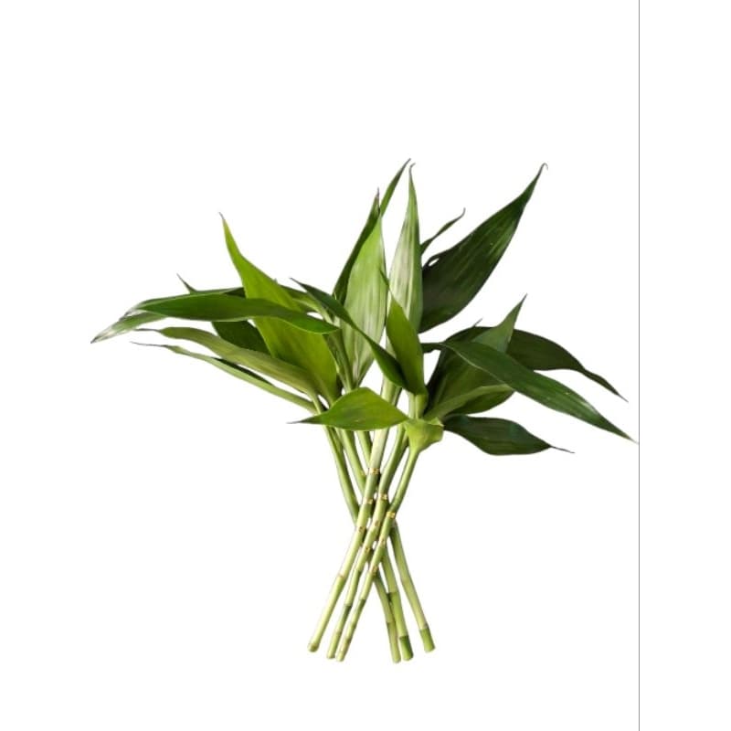 bambu da sorte chinês trançado 6 hastes+ Hidrogel ( NÃO ACOMPANHA VASO)