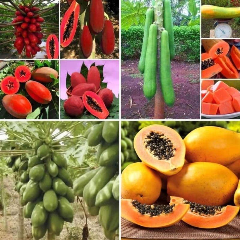 Kit de Sementes de 4 Tipos de mamão - Gigante, Papaia, Vermelho Gigante & Metro Gigante