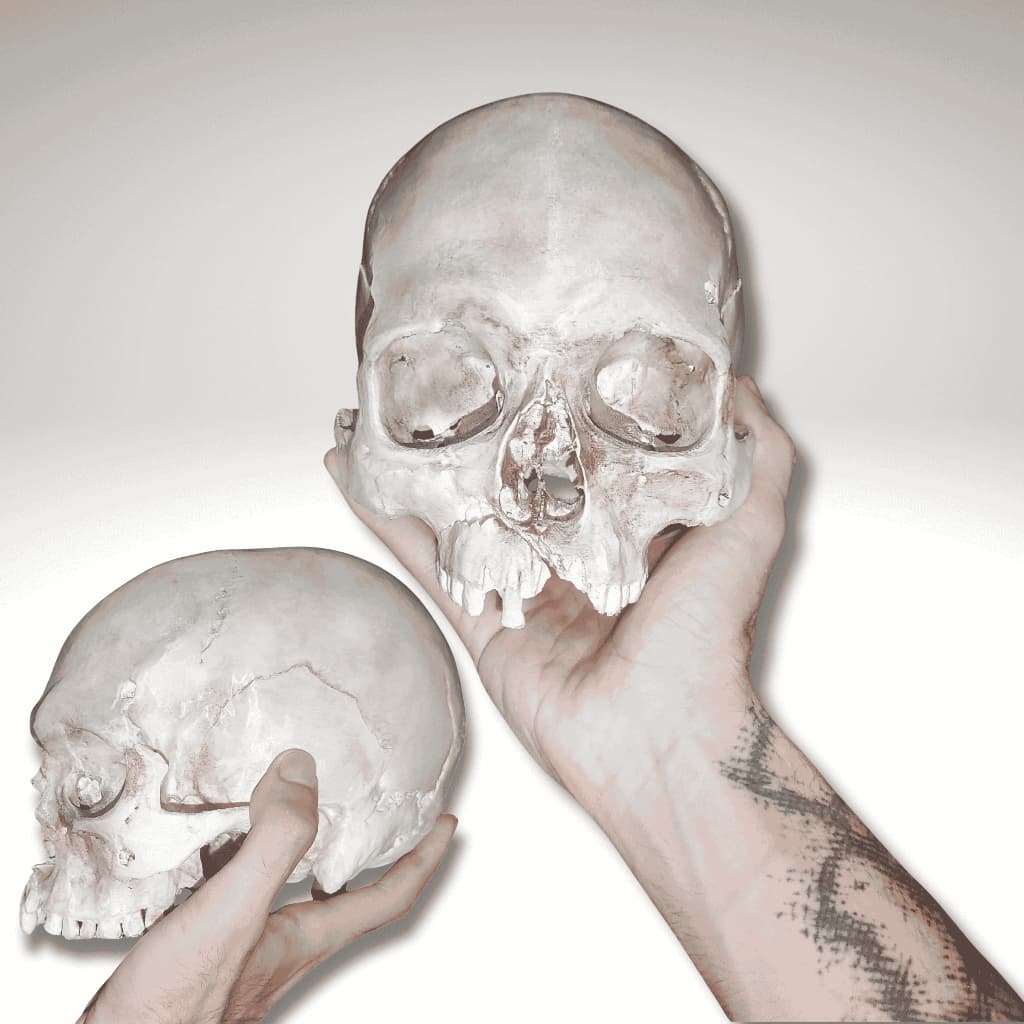 Crânio Humano Anatômico Realista Tamanho Real – Estudo, Decoração e Arte