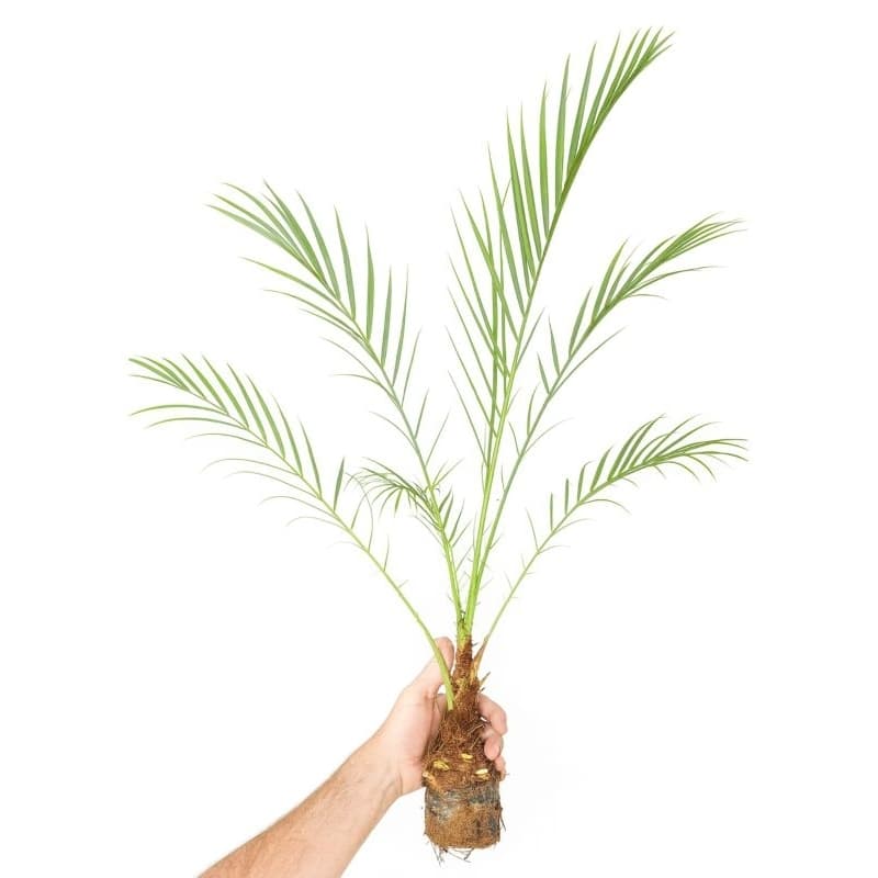 1 Palmeira Fenix de 40cm cheia e grossa