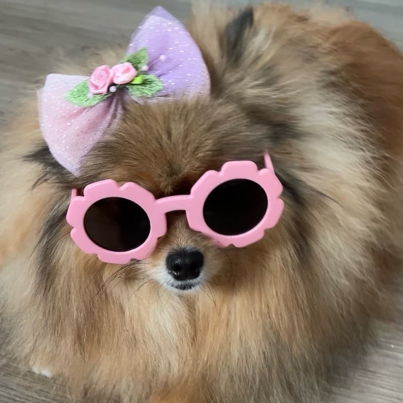 Óculos Para Pets + Laço