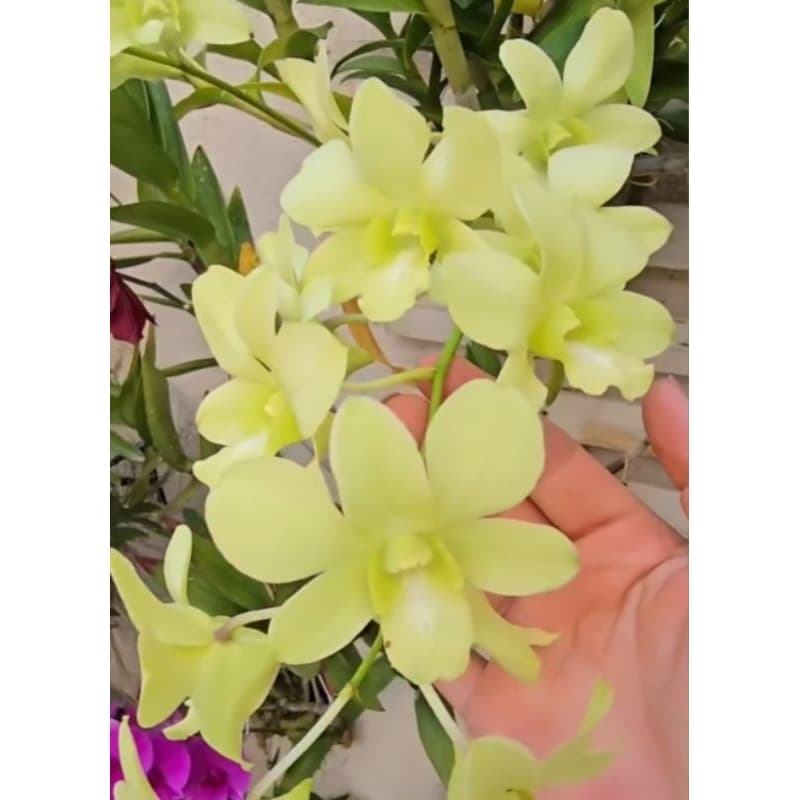 Orquídea Dendrobium Burana Green Denphal