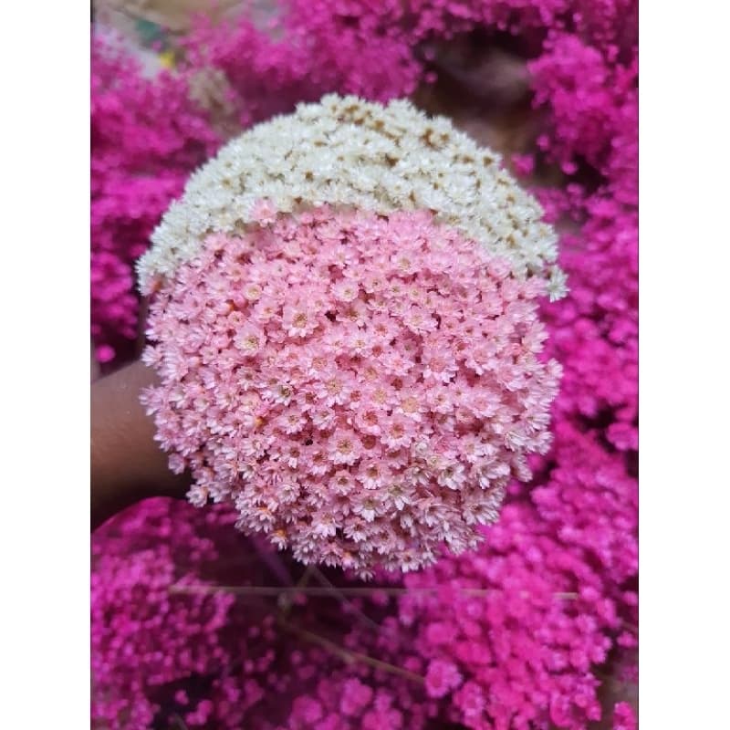 Flor Sempre Viva Premium / Cor Rosê / kit com até 1.500 flores secas/desidratadas