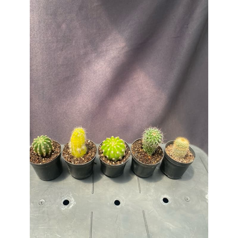 Kit 5 Cactos sem repetições