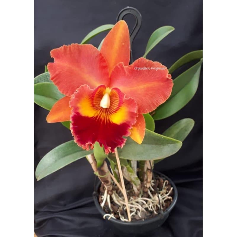 Orquídea laranja Blc. Mirian Suzuki Orange crush