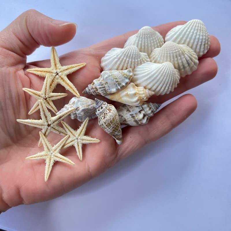 Kit aquário 5 estrelas do mar, 5 conchas mescladas 5 conchas branca, decoração aquário, aniversário fundo do mar, sereia