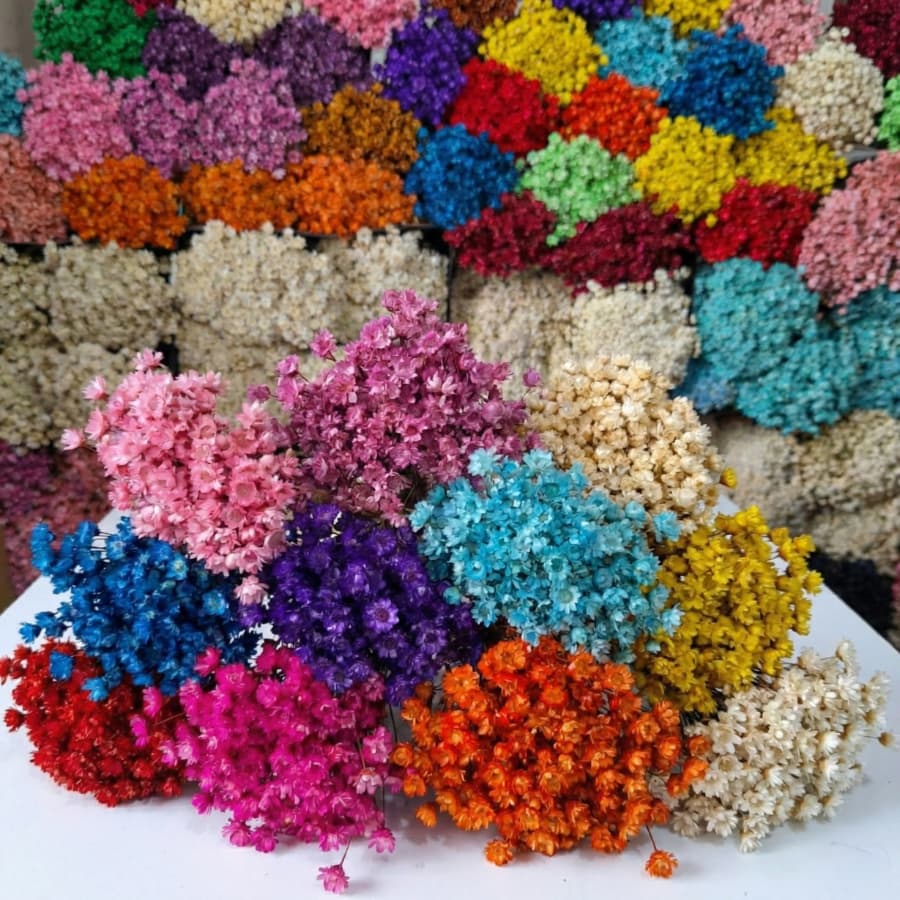 Flor Sempre-Viva Premium 200/400/800 | Flores Desidratadas para Decoração e Arranjos