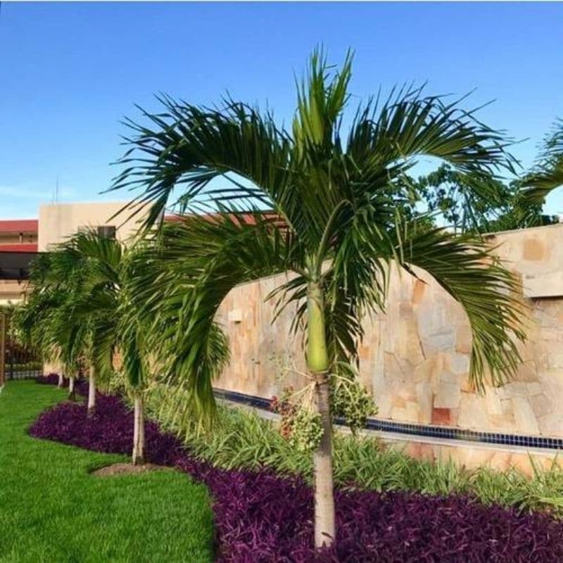 muda de Palmeira Veitchia merrilii 01 planta de 30 a 40cm