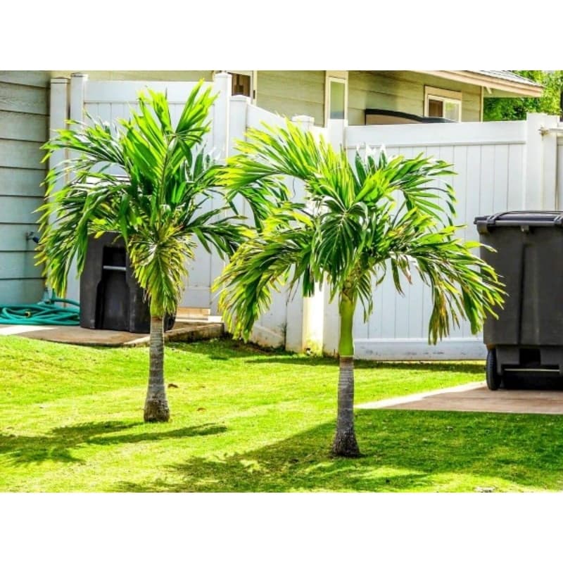 Muda de palmeira Veitchia merrilii 02 unidade de 30 a 40 cm