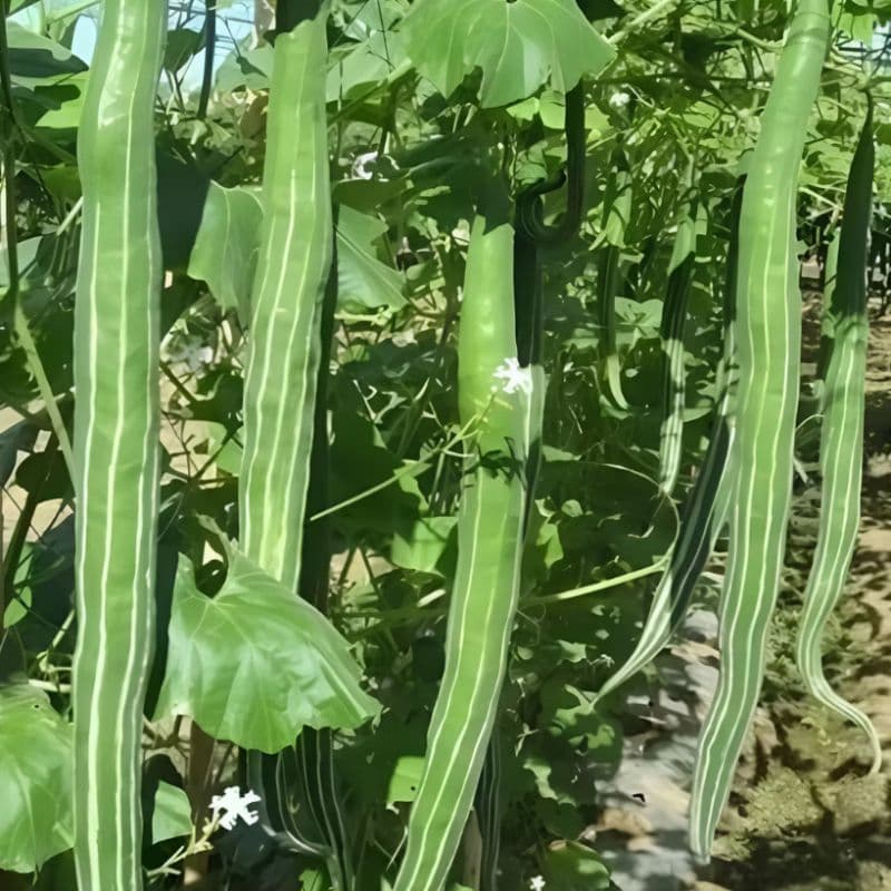 Quiabo de Metro Gigante Verde | Sementes para Plantio | 5 Unidades